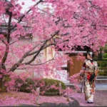 Srinagar to get Japanese Cherry Blossom Theme Garden