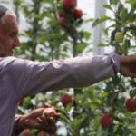 Kashmir growers worried as apple prices witness 20 percent dip