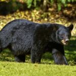 Bear Attack Injures Two in Poonch – Check Here