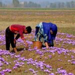 Harvest time in Pampore: Young cousins help family collect saffron