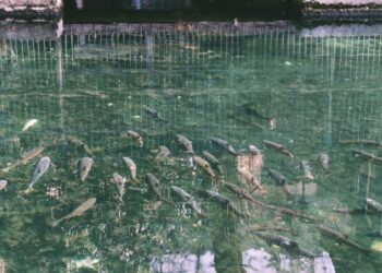 Mass Fish Death Reported in Sherbagh Spring, Fisheries Dept Cites Water Pollution