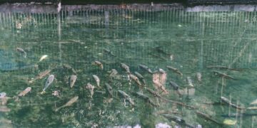 Mass Fish Death Reported in Sherbagh Spring, Fisheries Dept Cites Water Pollution