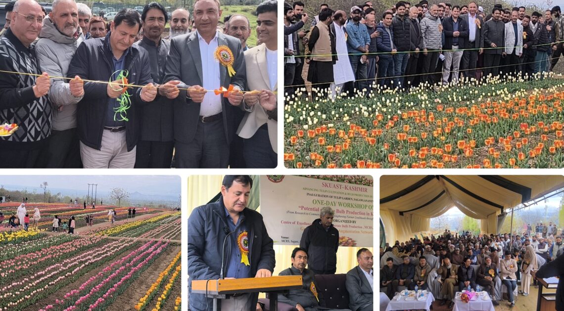 Javid Dar inaugurates Tulip Garden at MCRS Sagam, calls for Floriculture led rural transformation Javid Dar inaugurates Tulip Garden at MCRS Sagam, calls for Floriculture led rural transformation