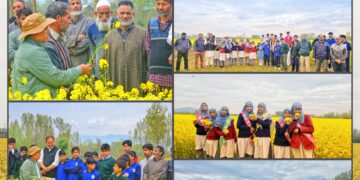 KVK Bandipora conducts Field Day on Oilseeds under CFLD