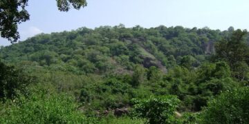 Forest Degradation, Weak Monitoring Hit Conservation Efforts in J&K: CAG